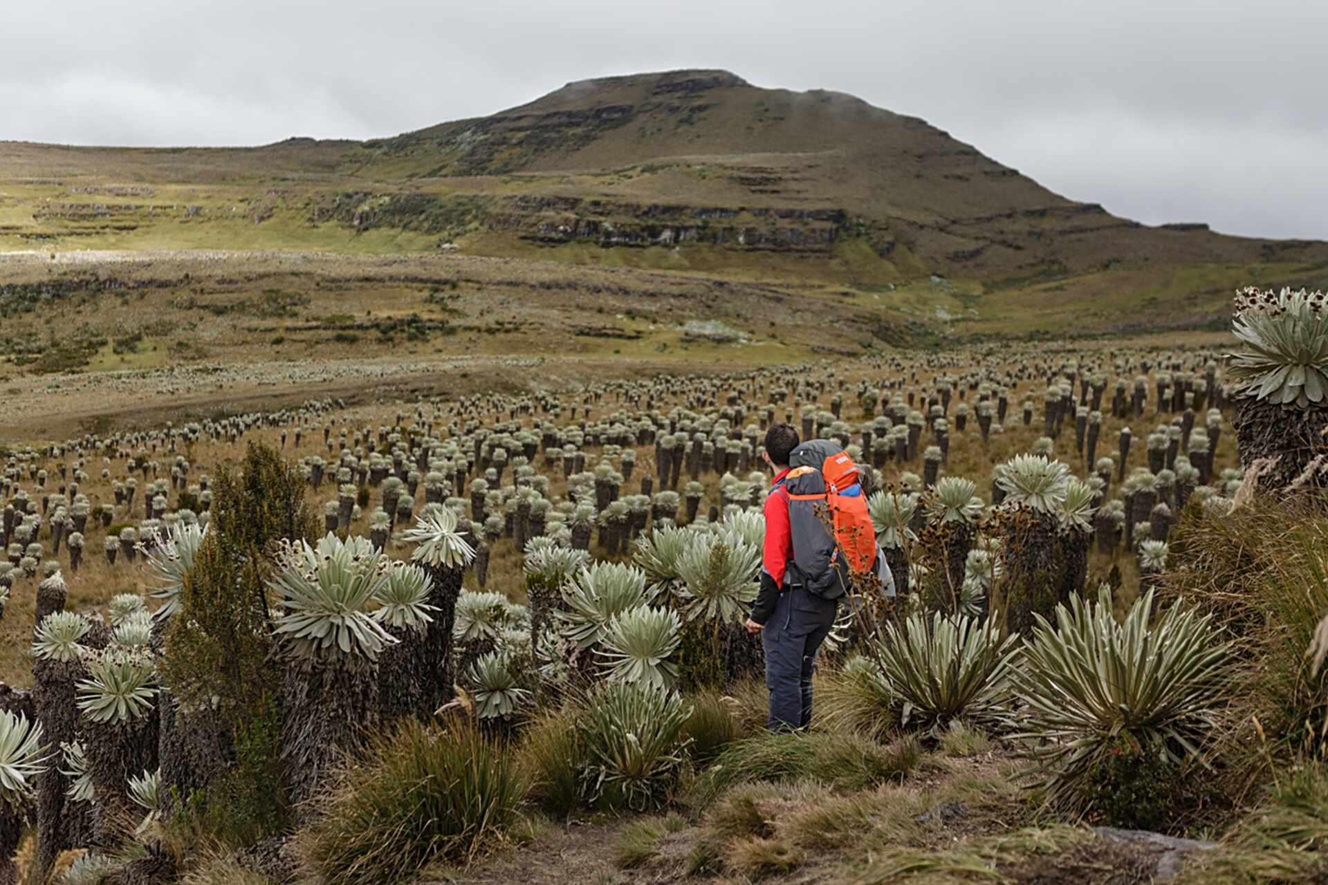 Oceta paramo