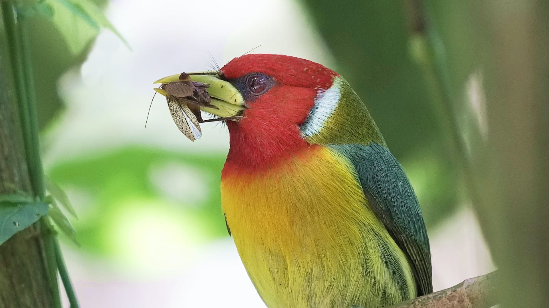 tour-de-aves
