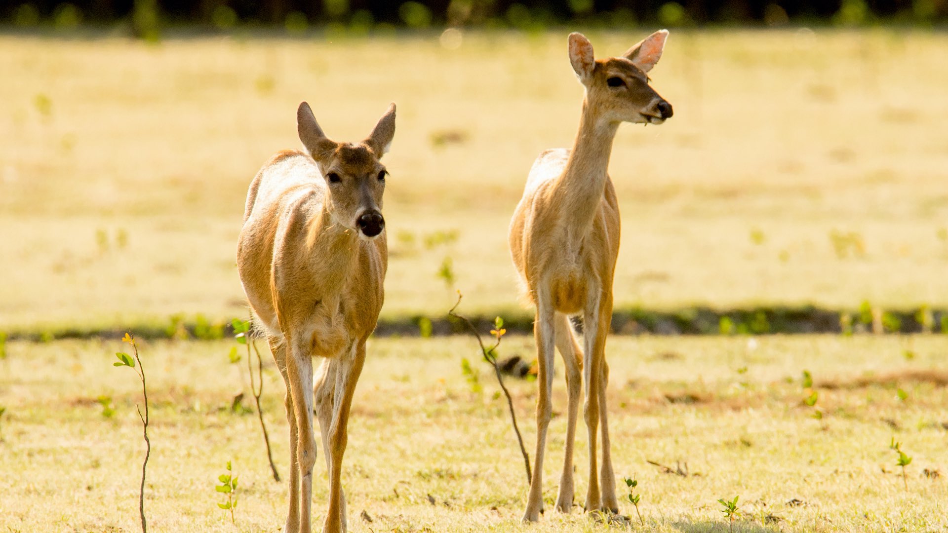 Safari-Llanero-2